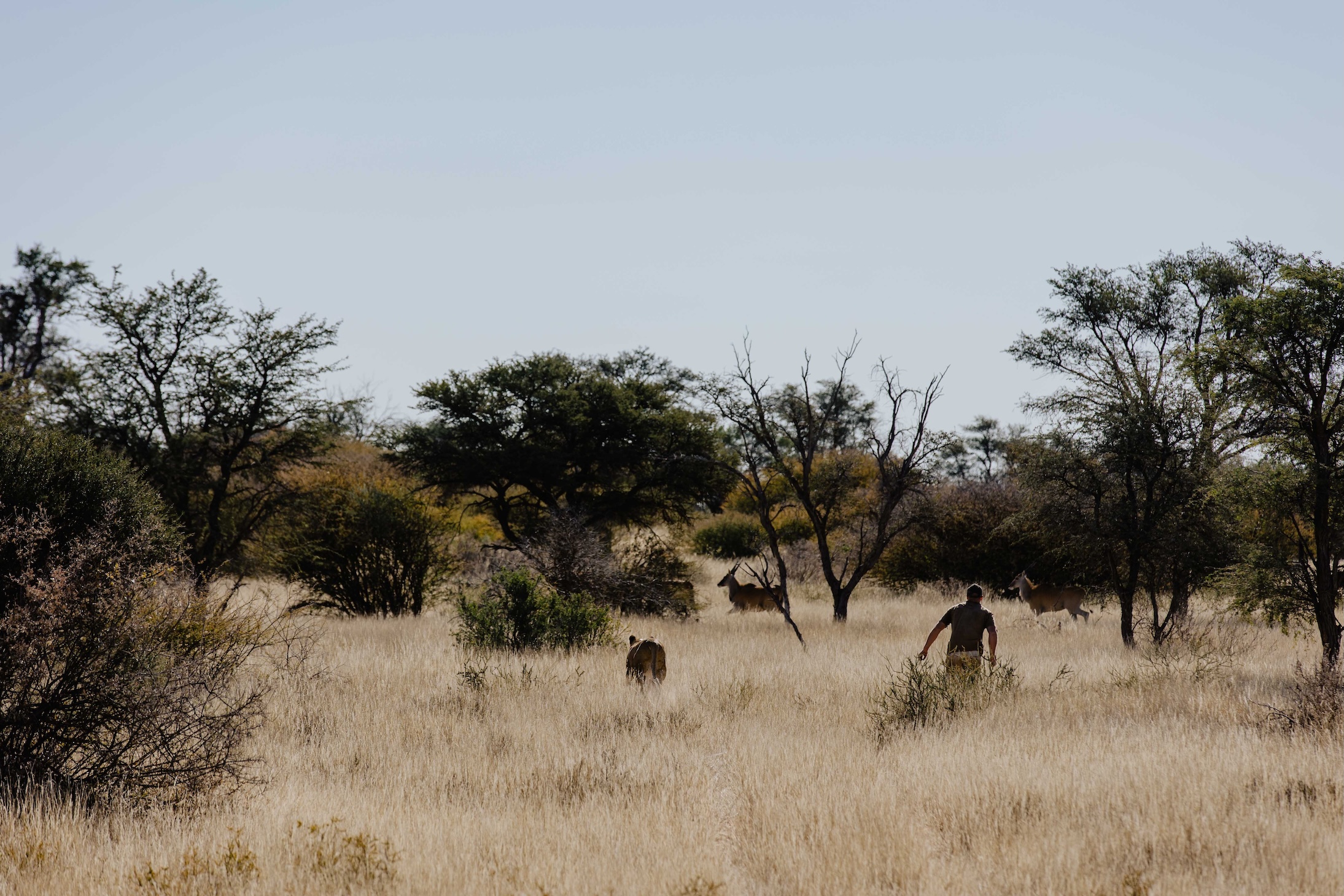 Modisa Wildlife Project landscape — Valentin and Sirga walking through the bush